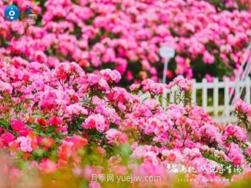 2024年第二届杭州市月季花展举办，赏500万株月季