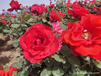 月季、玫瑰、蔷薇分别是什么？如何区别？